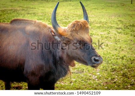 Friendly buffalo portrait, big eyes buffalo with nice horns