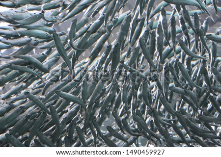 Pack of Sardines in Water