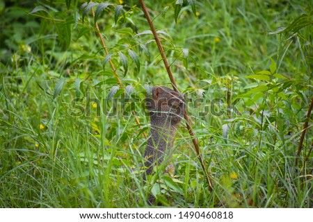 beautiful juvenile Indian grey mongoose in grass field