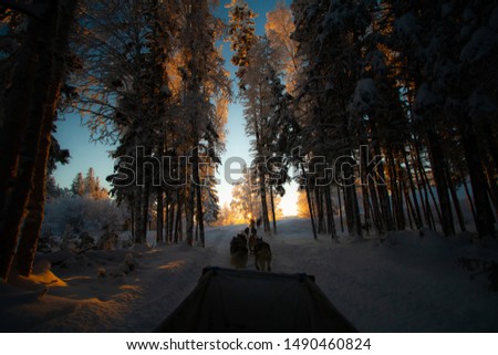 Dog sledding to the setting sun at Yellowknife Canada.