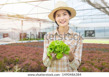 Focused at green oak vegetable in hand of asian woman farmer in greenhouse hydroponic organic.Small business entrepreneur and organic vegetable farm and healthy food concept.blurred of farmer woman. Royalty-Free Stock Photo #1490486384