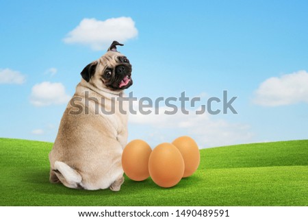 Dog funny and egg group on meadow  