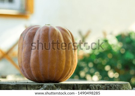 Pumpkin on a picnic table in the fall. Colorful autumn foliage in the background.