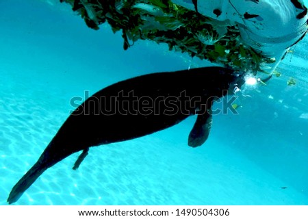 aquatic dolphine under water with leaves background in thialand,pattaya,bankok