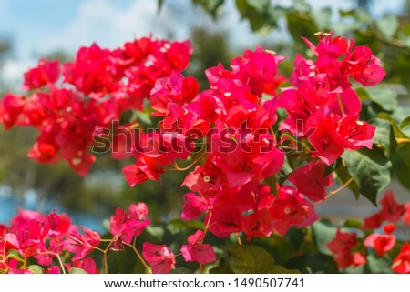 Bougainvillea red flowers texture and background. Purple flowers of bougainvillea tree. Colorful purple flowers texture and background for designers.