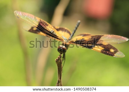 Common picture wing or variegated flutterer dragonfly in nature(Rhyothemis variegata).