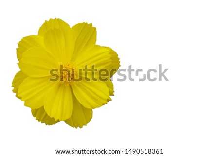      Yellow flower on white background          