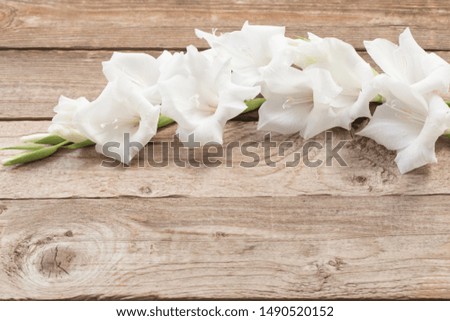 white gladiolus on wooden background