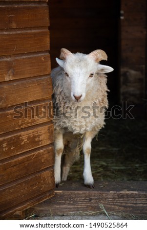 Young white sleepy male lamb is staning ia a door of sheepfold Royalty-Free Stock Photo #1490525864