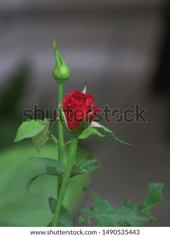Beautiful red rose blurred picture on the tree