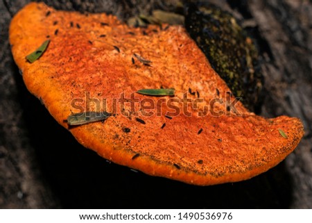 Pycnoporellus fulgens, an orange bracket fungus growing on birch in Argentina. Pycnoporus cinnabarinus