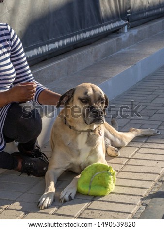 A woman sit in the sun with her large brown dog image in vertical format with copy space