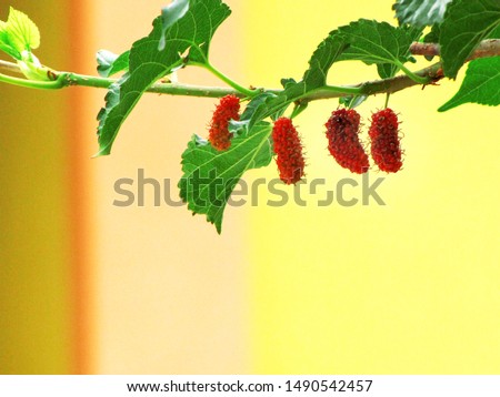 The fruit of ripe mulberry                  