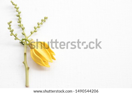 yellow flowers ylang ylang local flora of asia arrangement flat lay postcard style on background white 
