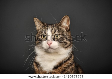 brown with white and stripes chic cat on a gray background