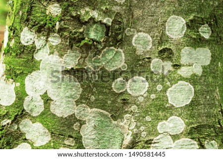 Bark of a tree with mold, texture, background