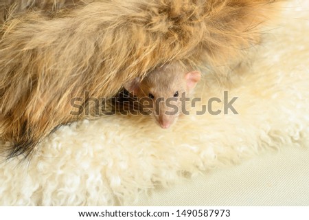 cute rat on a fur mat