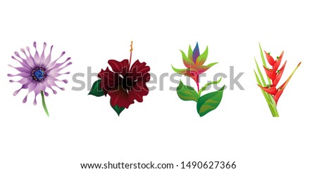 Purple Osteospermum Daisybush. Red Rose Mallow. Green bird of paradise. Red Heliconia Bihai. Vector illustration. Isolated illustration element. Floral botanical flower. Wild leaf wildflower.