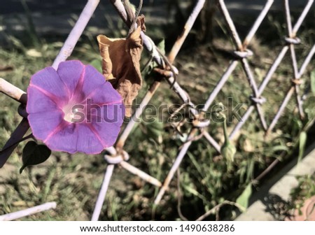 Purple flower of morning glory closeup on a light violet slightly rusty grid with one dry brown leaf. Pale autumn sepia backdrop. Petals and net colorless decadence texture