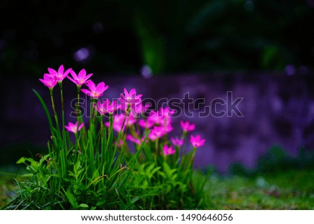 Selective focus Pink flower Zephyranthes grandiflora,,Zephyranthes grandiflora,,beautiful purple rain lily flower.