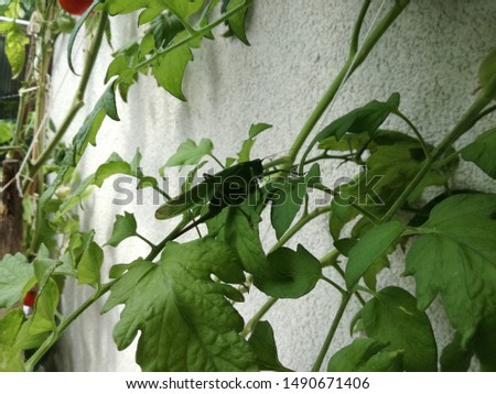 
large green grasshopper hidden on balcony on tomato leaves