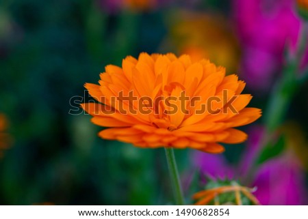 Calendula. Marigold, Bright orange flower, similar to a camomile close-up..
