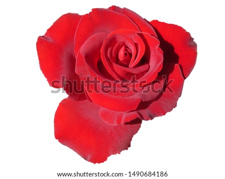 A beautiful picture with a garden red rose