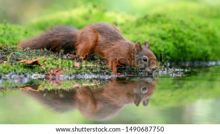 Cute and beautiful Eurasian red squirrel (Sciurus vulgaris) drinking water in a pool in the forest of Noord Brabant in the Netherlands. Reflection in the water. Came for a drink on a hot summer day. Royalty-Free Stock Photo #1490687750