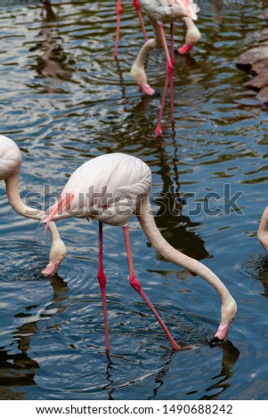 pink flamingo: Out of the six species of flamingo on our planet, the Greater Flamingo is the most common and widespread member of the flamingo family.