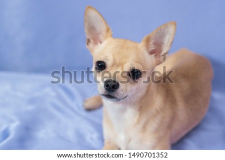 Studio portrait of creamy curious Chihuahua puppy lying on blue background