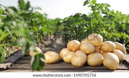 Wooden crate with raw young potatoes in field on summer day Royalty-Free Stock Photo #1490705756