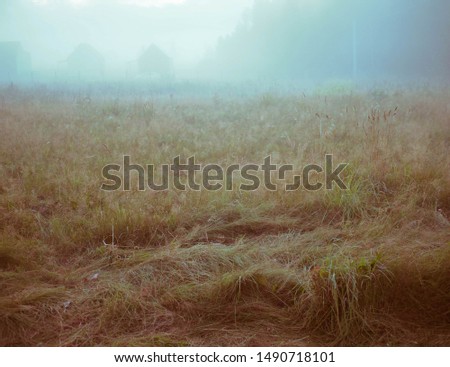 evening landscape with fog in a wild field with herbs