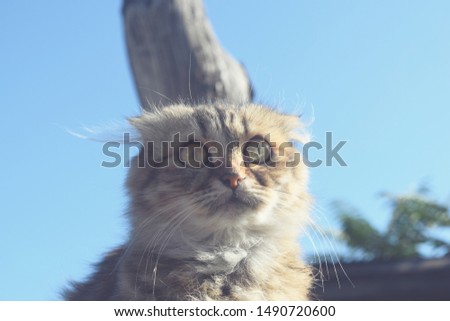 Cute fluffy cat close up background for your needs