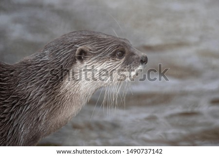 Profile shot of small asian otter