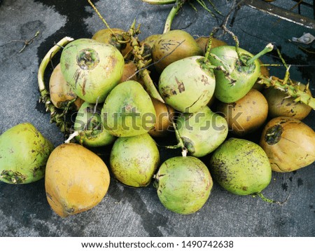 Group of Fresh unopened Coconut Fruit Shells
