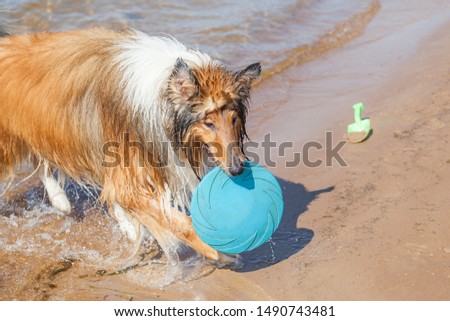 Tired ginger rough collie is playing, holding in teeth blue roung plate (rubber toy) and dog is coming out of water - good refreshing and cooling procedure on hot sunny day