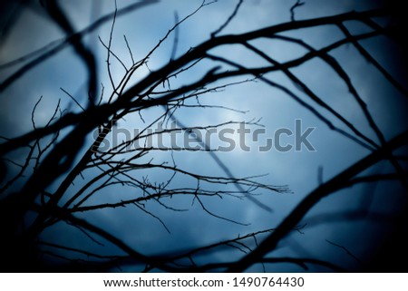 Dead tree branches. Dramatic view of leafless branches in a dark forest.