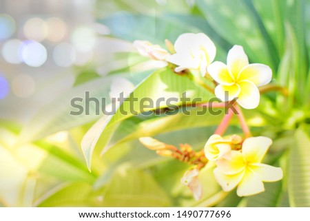 Beautiful bokeh lights and flowers background image
