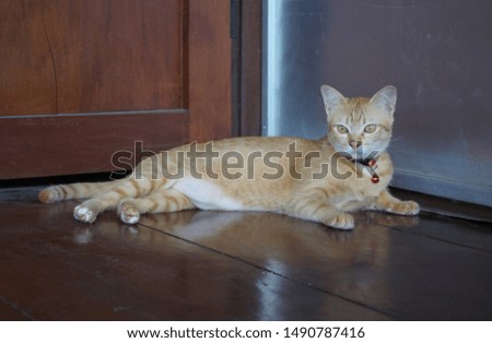 Thai Cat: A cute orange striped cat resembling a tiger lying on a brown wooden floor.      