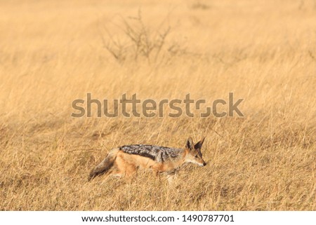 Black-backed jackal (Canis mesomelas) in Savuti, Chobe National Park, Botswana. 