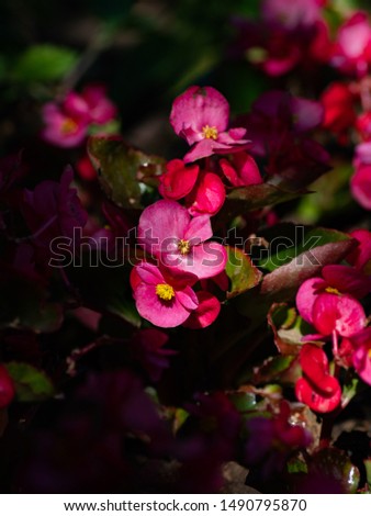 summer nature picture - red and pink flowers at hiding from sun in shade macro