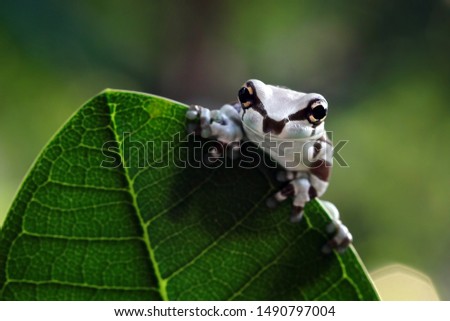 Tiny amazon milk frog on green leaves, Panda Bear Tree Frog, Trachycephalus resinifictrix