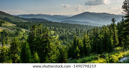 Beautiful sunset view in cedar forest in front of sayan mountain range, Ergaki national park, Krasnoyarsk region, Siberia, Russia  Royalty-Free Stock Photo #1490798219