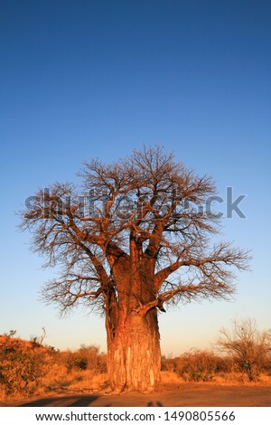 Baobab (Adansonia digitate) at sunset in Savuti, Chobe National Park, Botswana. 
