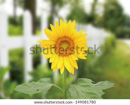 Yellow sunflower on green background