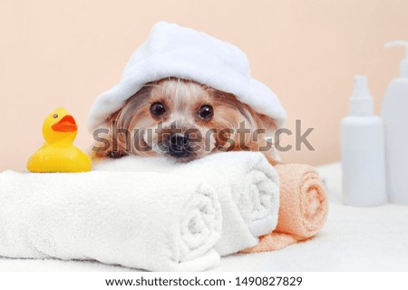 Closeup picture of a yorkshire terrier laying on white towels after bathing
