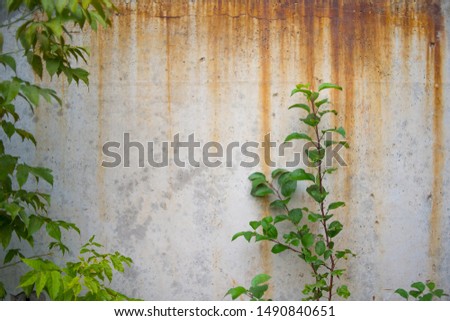 Concrete wall texture with smudges of rust and green branches with moldings. background for design.