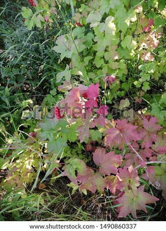 bright summer sunny siberian forest of birch grass and wild viburnum with red berries image