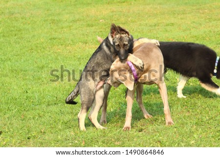 German shepherd puppy playing with a weimaraner 