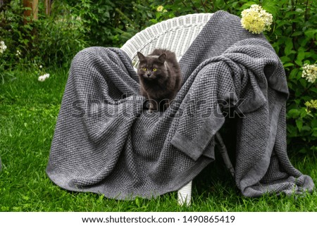 Cute grey cat in the chair with grey plaid in green garden 